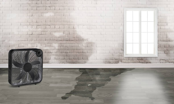 Best Mold removal after water damage  in Xtang, PA